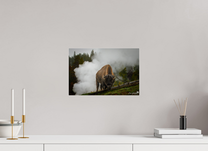 Bison in the fog
