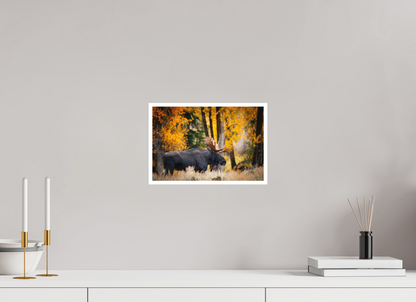 12 x 8″, Fine art print "Majesty in the rain" - Bull moose