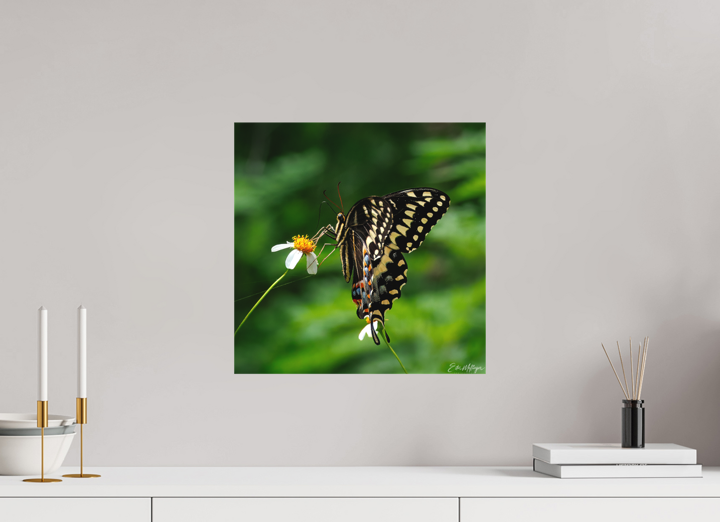 15 x 15″, Canvas "Wildflower Landing" - Black Swallowtail