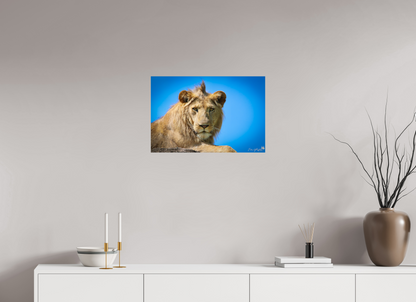 Lion stare