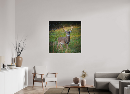 40 x 40″, Canvas "Majesty of the cove" - White-tailed Buck
