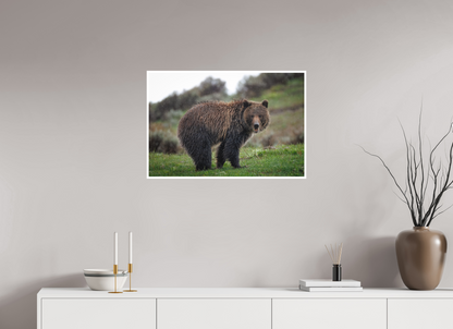 Grizzly in the rain