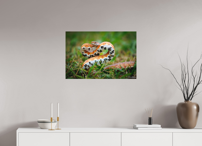 30 x 20″, Canvas "Wild Pattern" - Florida Corn Snake