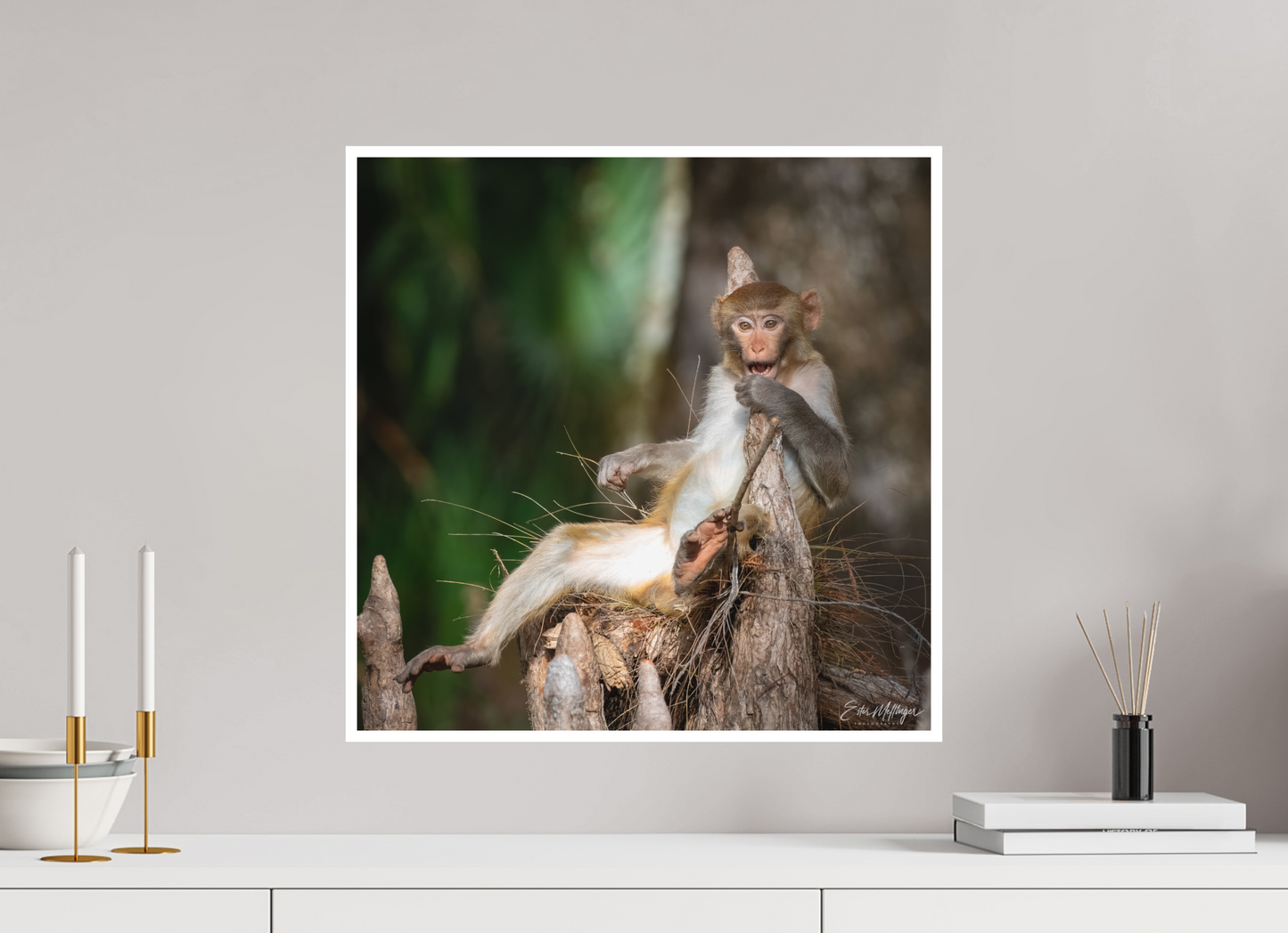 20 x 20″, Fine art print "Silver Song" - Rhesus Macaque