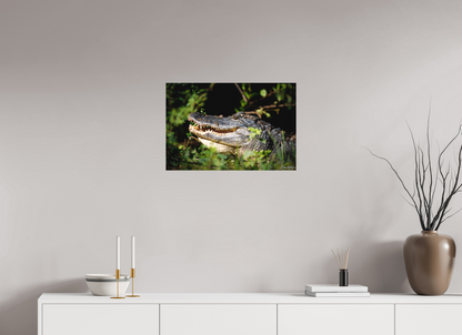 24 x 16″, Canvas "At the Water's Edge" - American Alligator