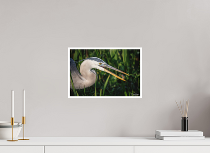 15 x 10″, Fine art print "The Catch" - Great Blue Heron