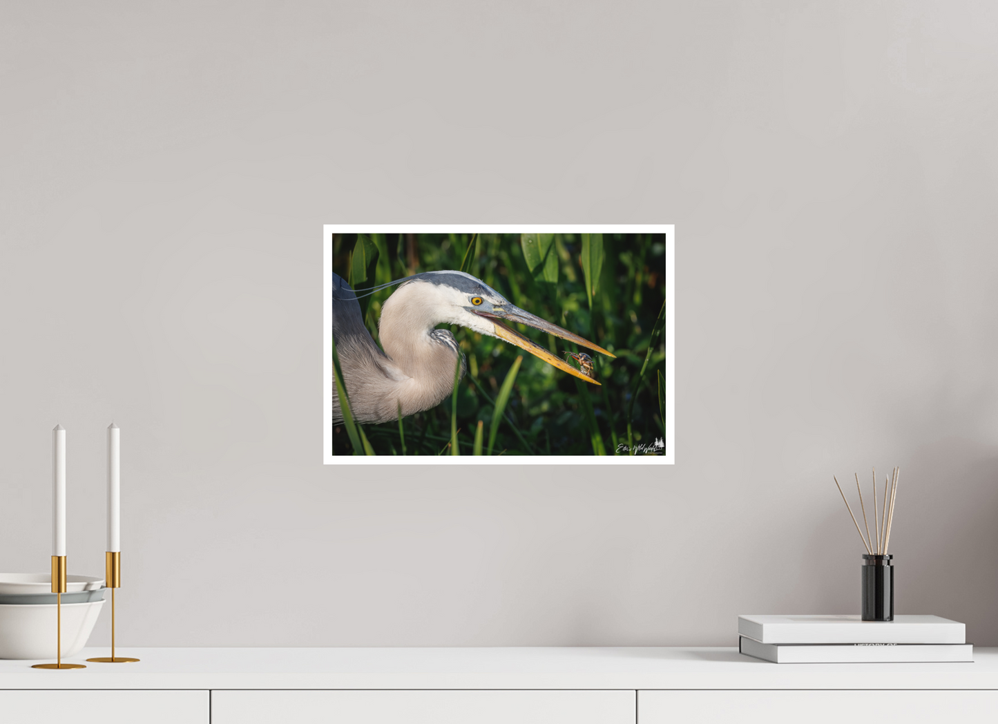 Great blue heron catching lunch