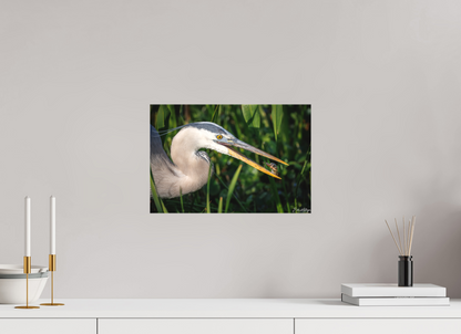 15 x 10″, Canvas "The Catch" - Great Blue Heron