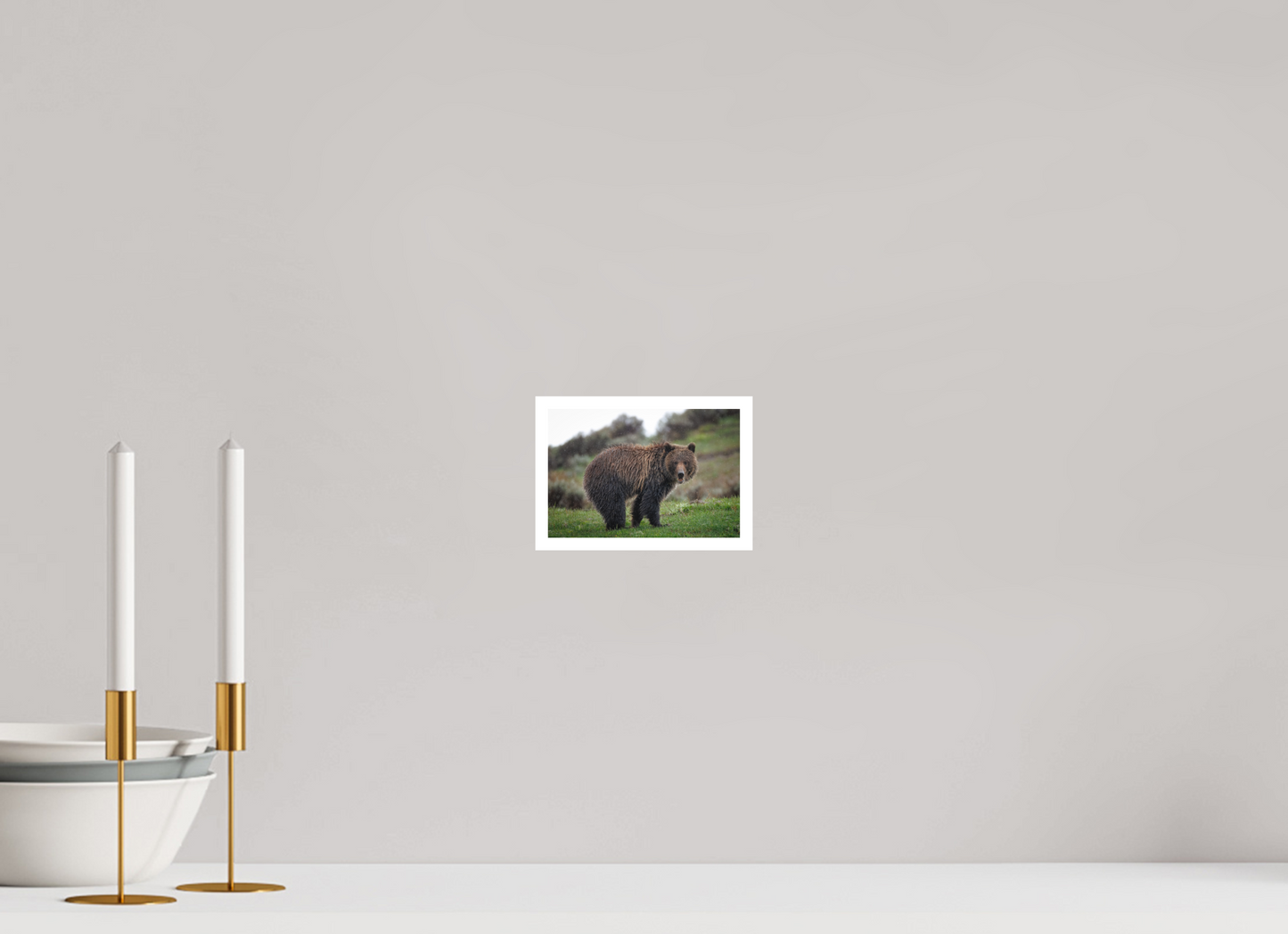 Grizzly in the rain