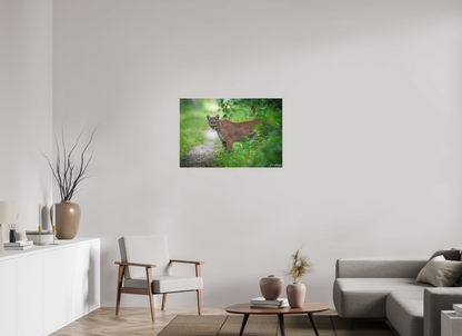 36 x 24″, Canvas Ghost of the Green Forest - Florida Panther