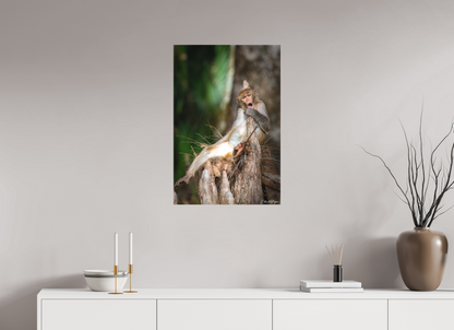 20 x 30″, Canvas "Silver Song" - Rhesus Macaque