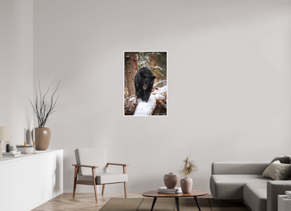 24 x 36″, Fine art print "Little Snow Walker" - Black Bear