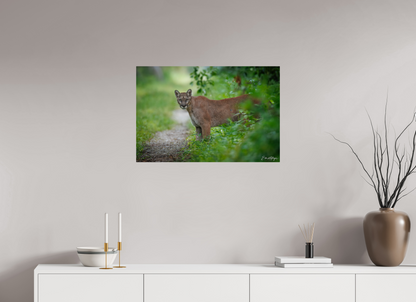 30 x 20″, Metal Ghost of the Green Forest - Florida Panther