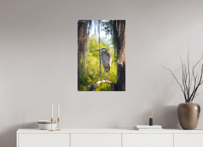 20 x 30″, Canvas "Framed by the Moss" - Great Blue Heron