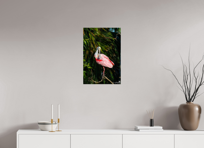 Preening spoonbill