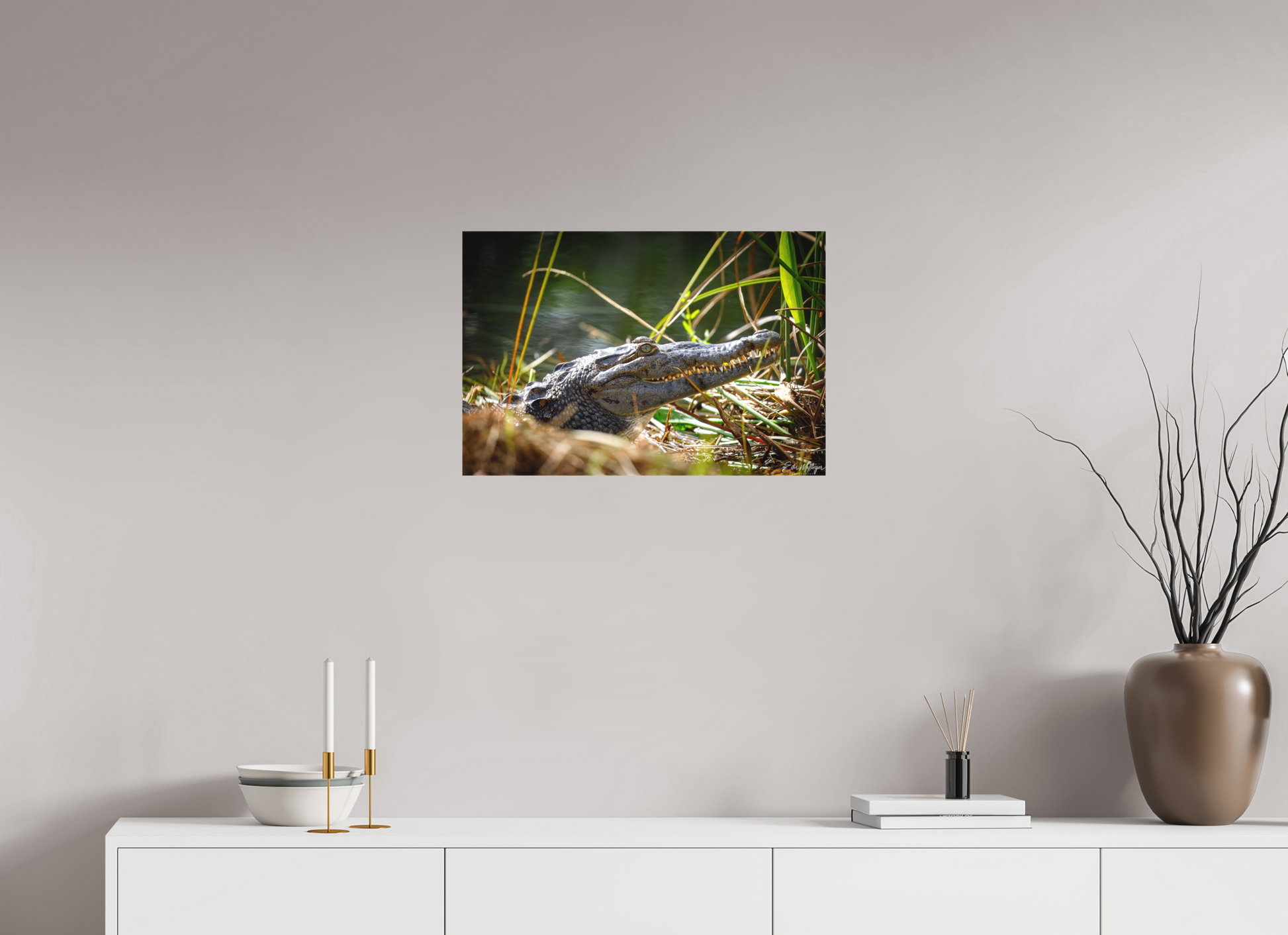 24 x 16″, Canvas "Teeth of Time" - American Crocodile