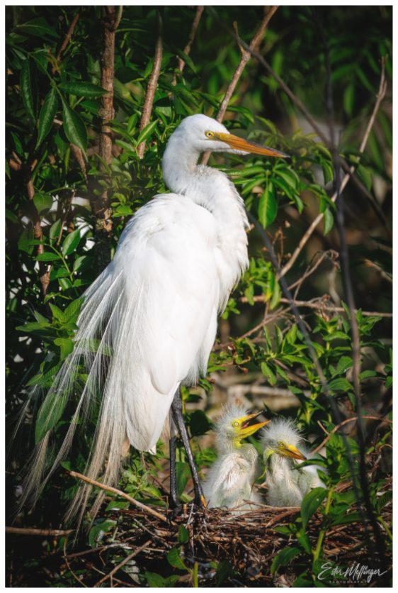 Main image "Family Moment" - Great Egrets
