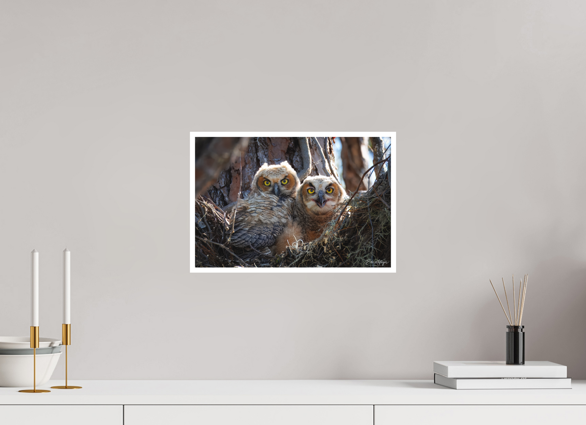 15 x 10″, Fine art print "Hidden in the Pines" - Great Horned Owlets