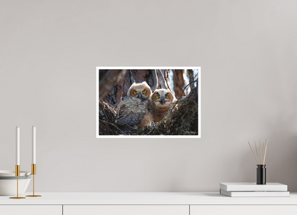 15 x 10″, Fine art print "Hidden in the Pines" - Great Horned Owlets