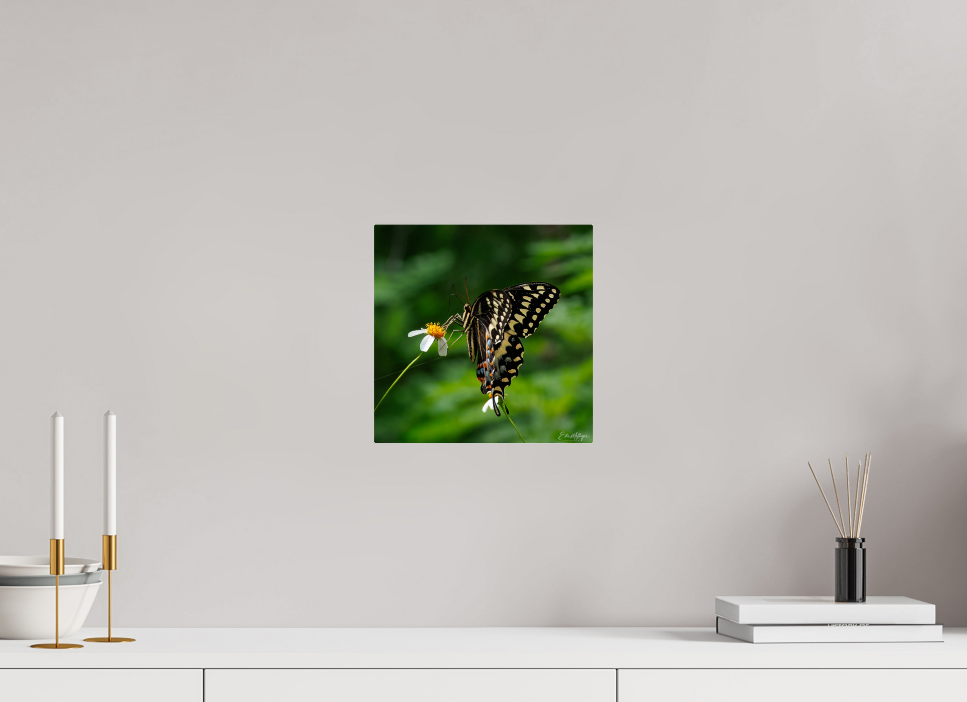 10 x 10″, Acrylic "Wildflower Landing" - Black Swallowtail