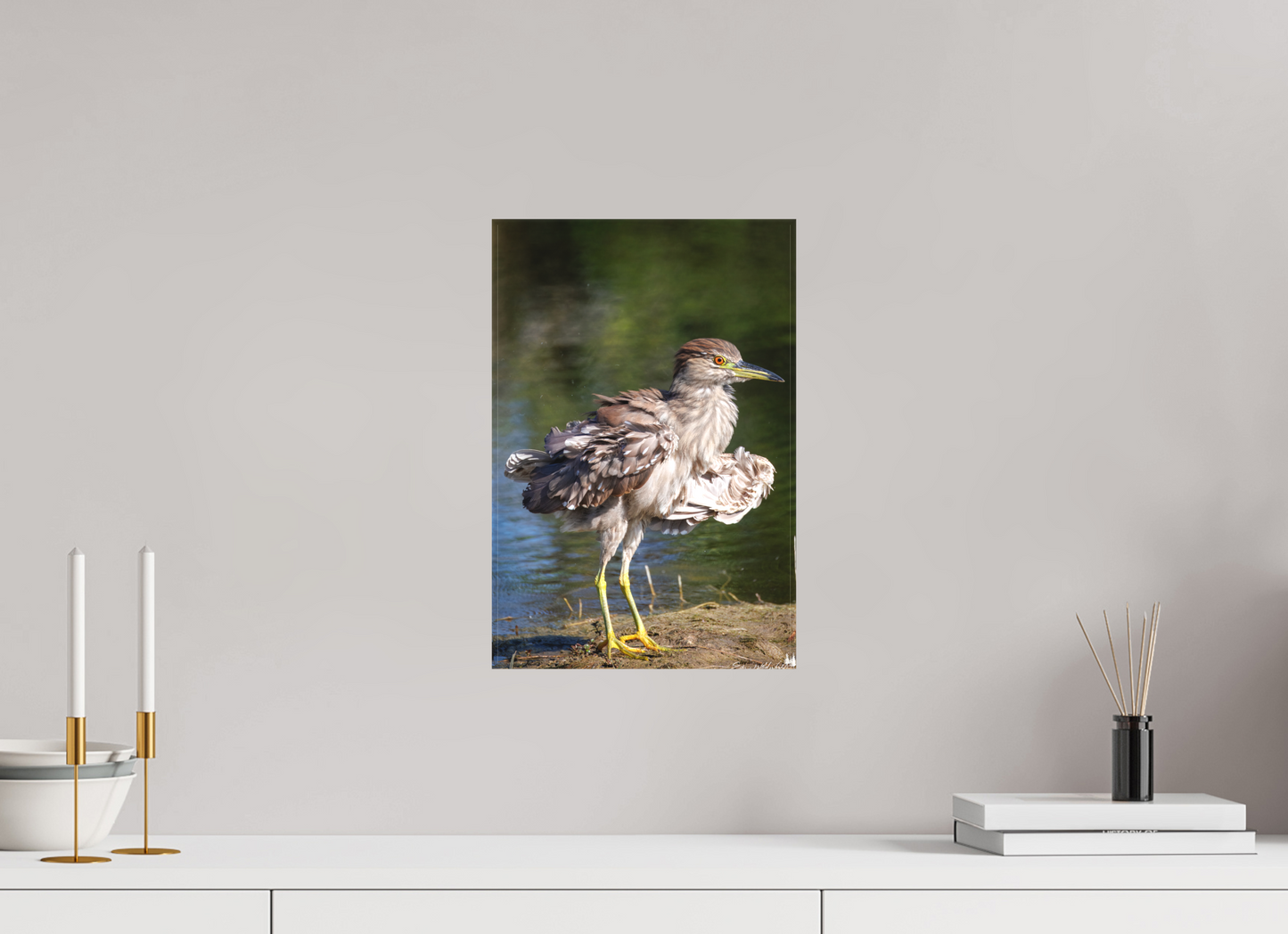 Juvenile night heron