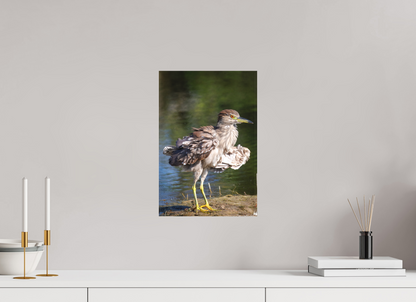 Juvenile night heron