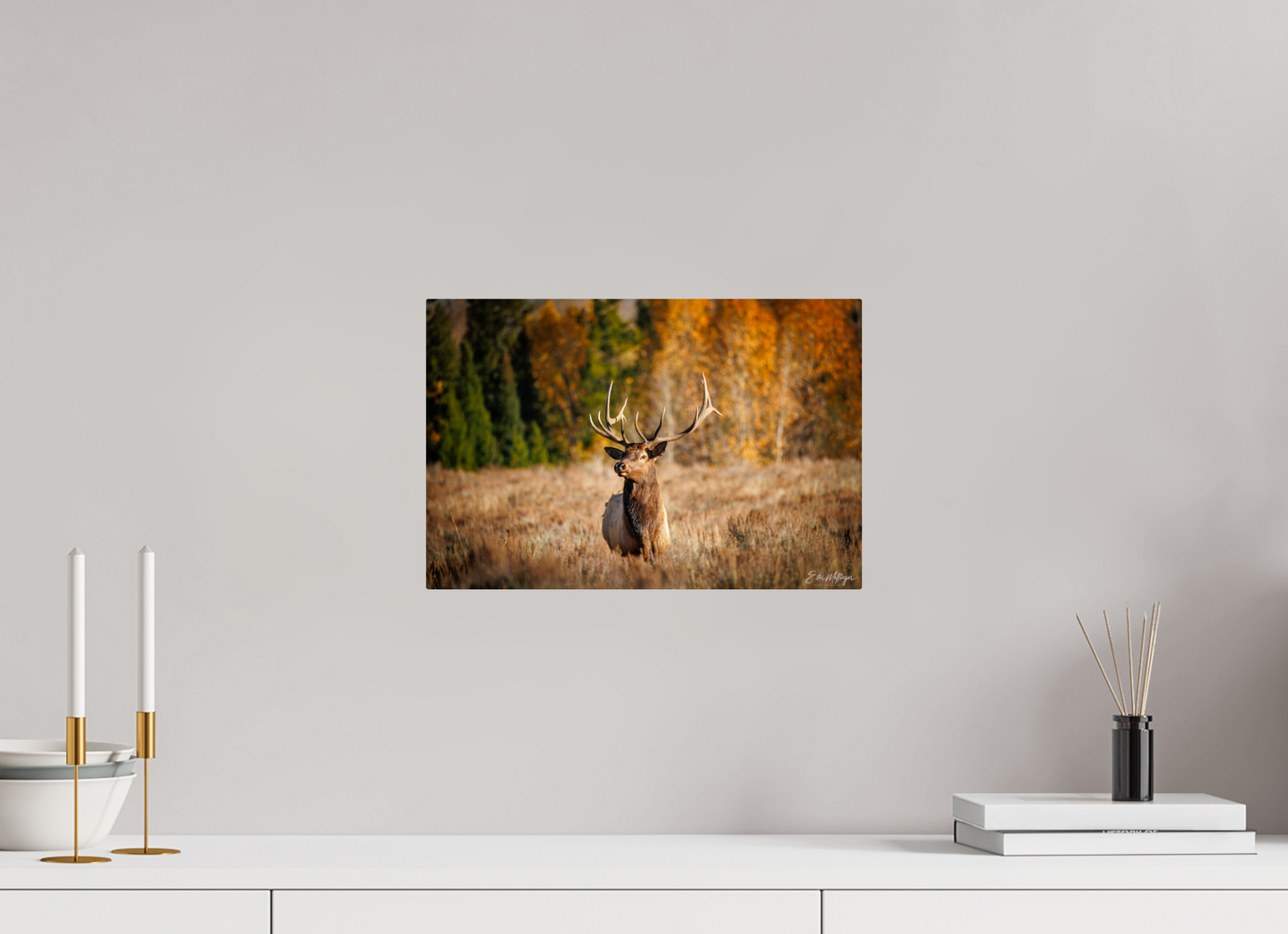 15 x 10″, Metal "Autumn Sentinel" - Bull Elk