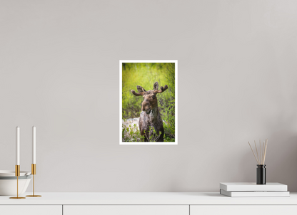 Smiling moose