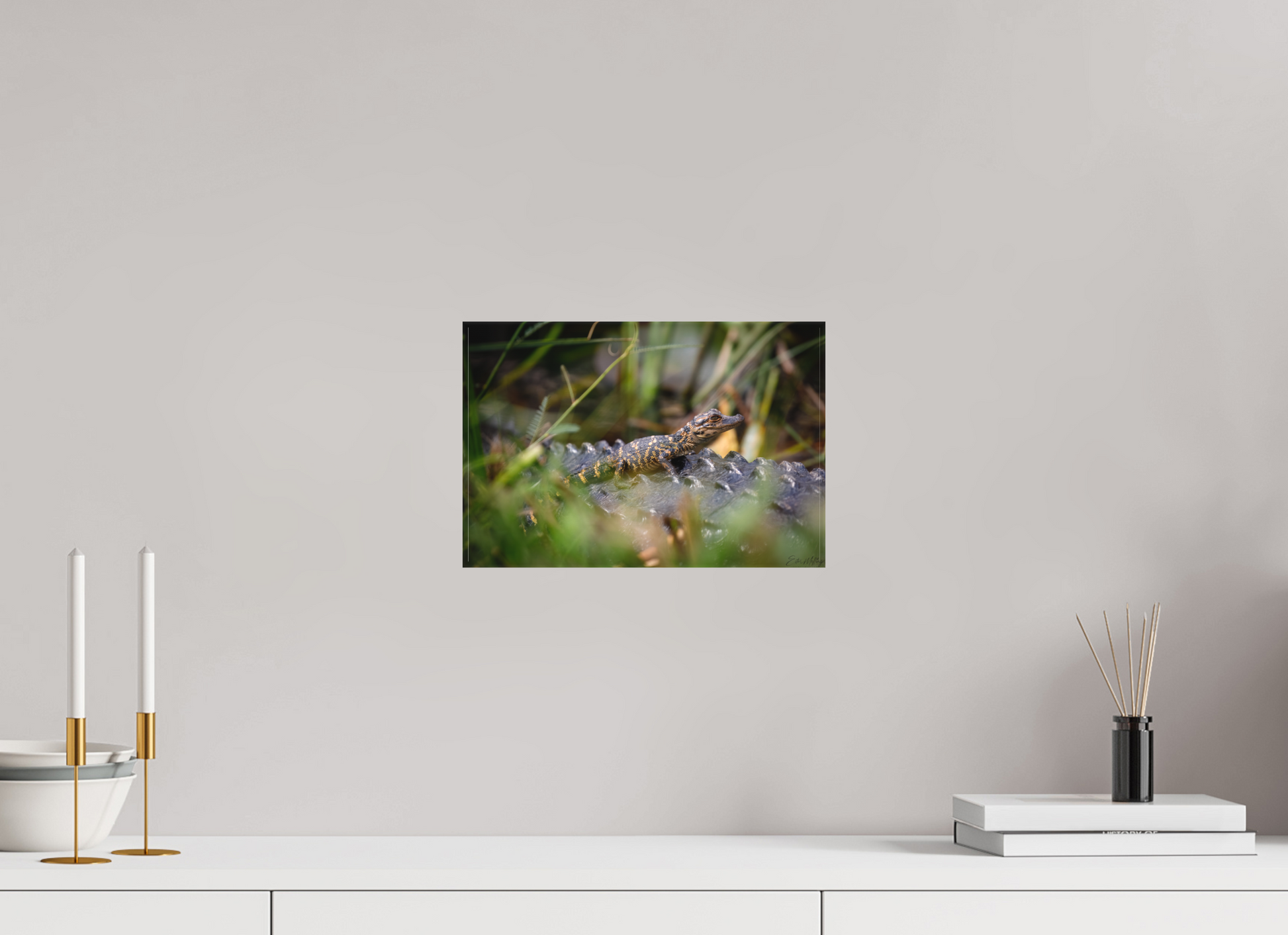 12 x 8″, Canvas "Backseat Explorer" - Baby Alligator