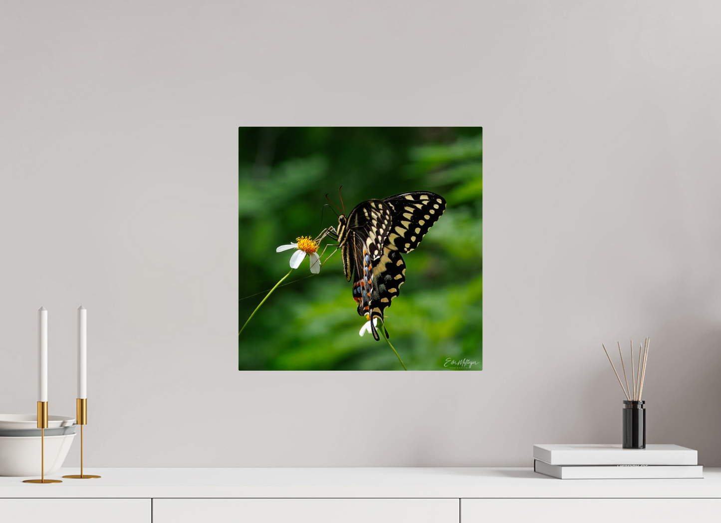 15 x 15″, Metal "Wildflower Landing" - Black Swallowtail