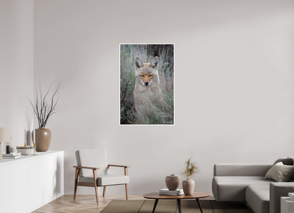 30 x 45″, Fine art print "Golden Gaze" - Coyote