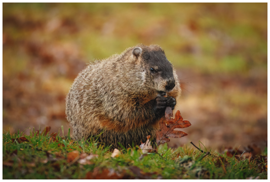 Main image "The Little Forager"