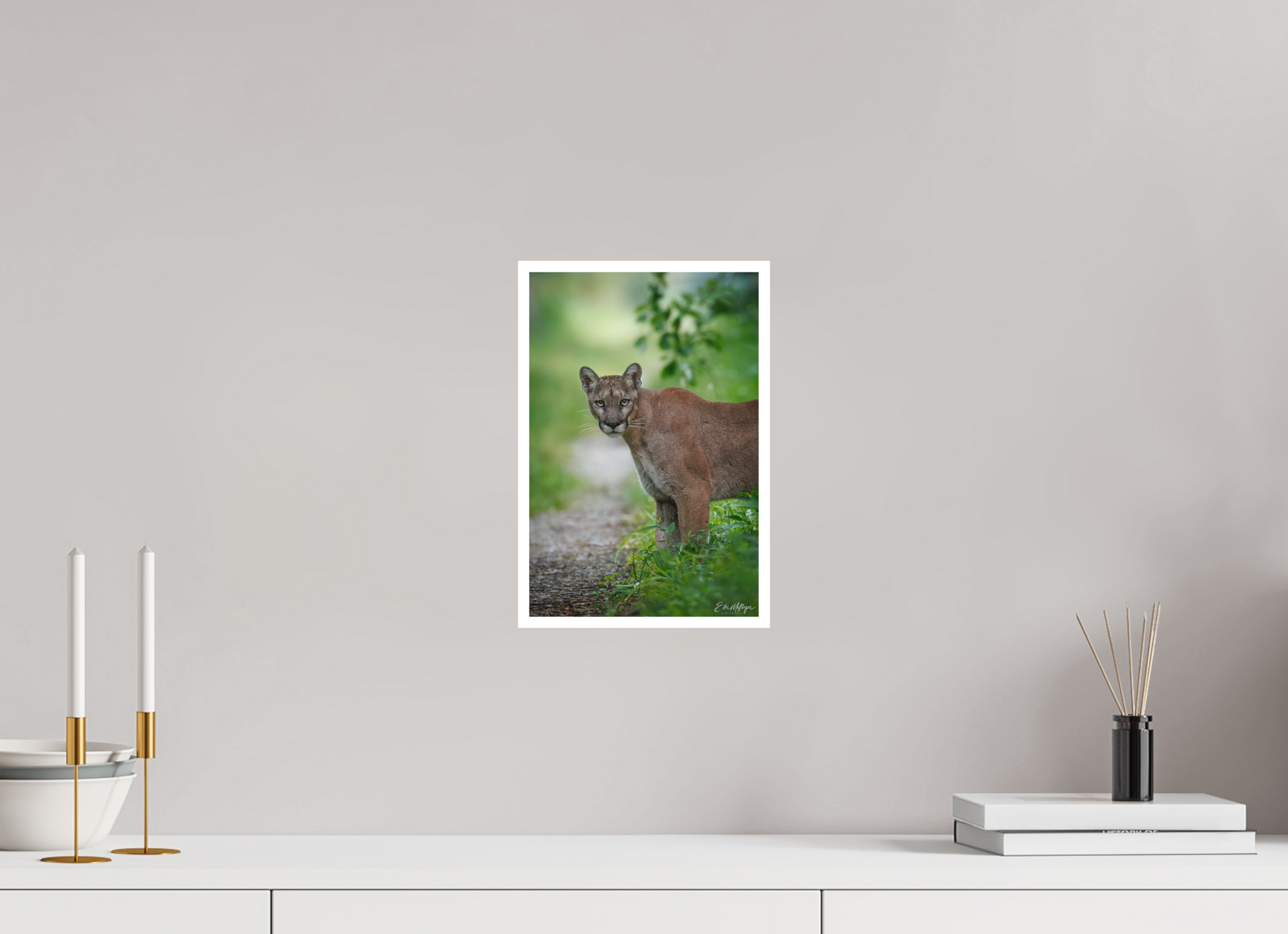8 x 12″, Fine art print "Ghost of the Green Forest" - Florida Panther, vertical