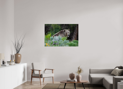 Yawning bear