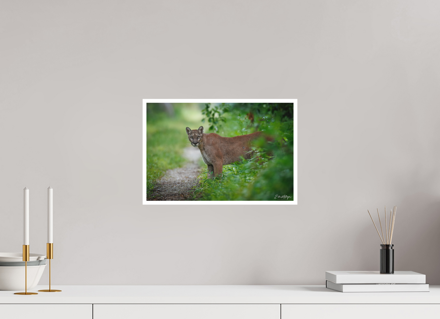 15 x 10″, Fine art print Ghost of the Green Forest - Florida Panther