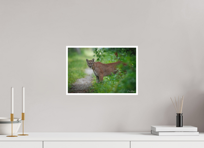 15 x 10″, Fine art print Ghost of the Green Forest - Florida Panther