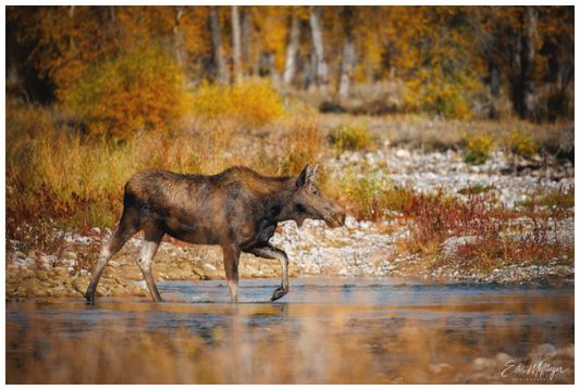 Main image "Grace of Gros Ventre" - Moose
