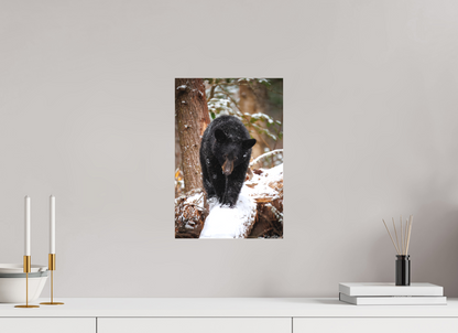 10 x 15″, Canvas "Little Snow Walker" - Black Bear