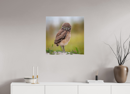 25 x 25″, Canvas "The Stare Down" - Burrowing owlet