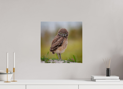 15 x 15″, Acrylic "The Stare Down" - Burrowing owlet
