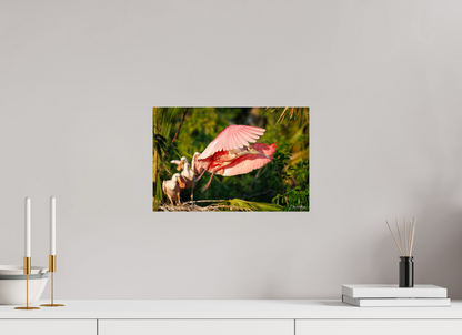 15 x 10″, Metal "After the Feeding" - Roseate Spoonbill