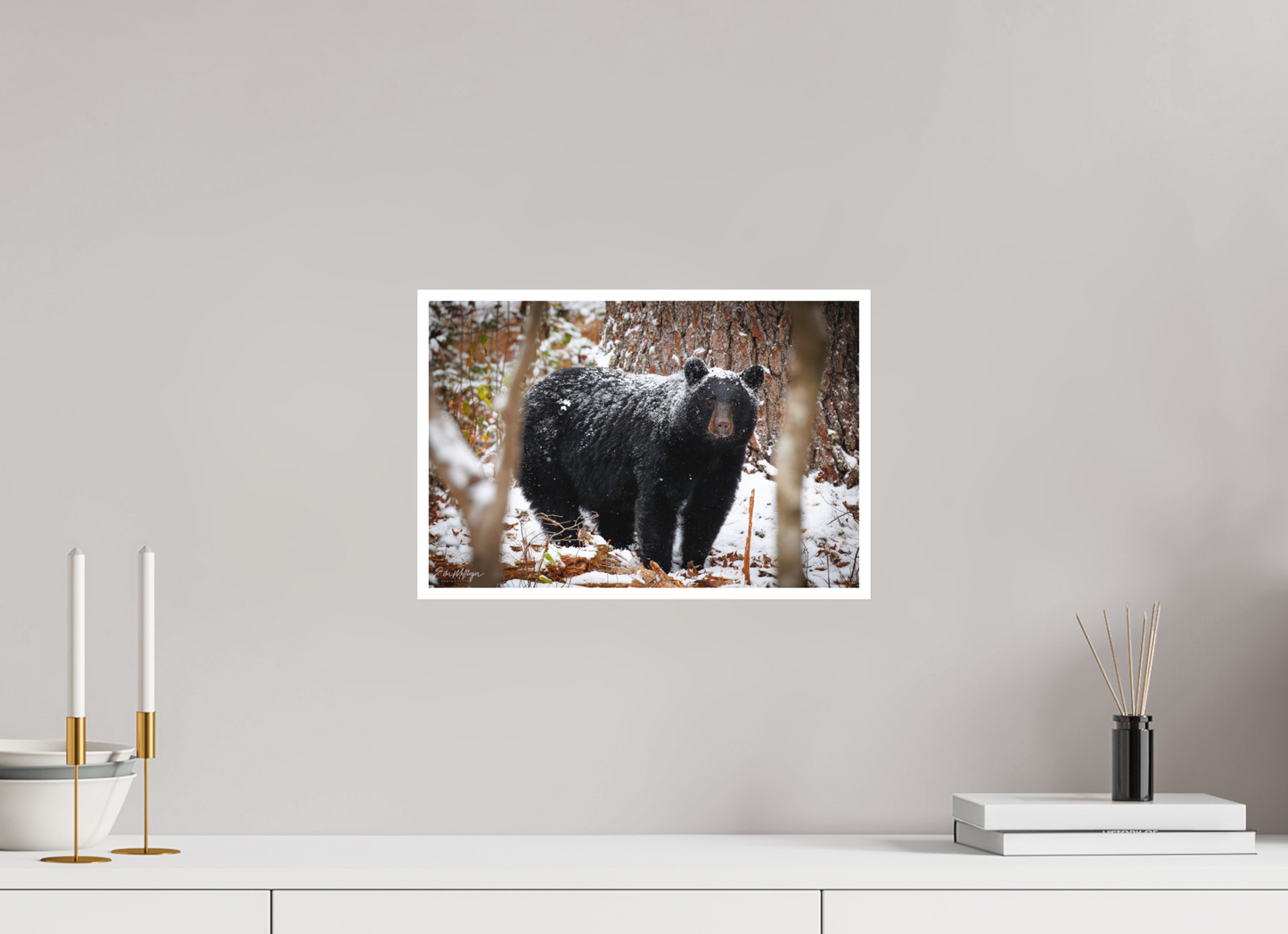 15 x 10″, Fine art print "Winter Watcher" - Black Bear