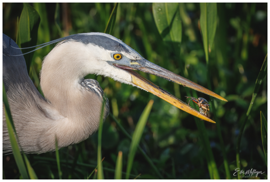 Main image "The Catch" - Great Blue Heron
