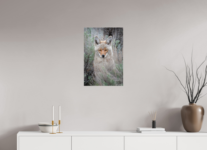 16 x 24″, Canvas "Golden Gaze" - Coyote