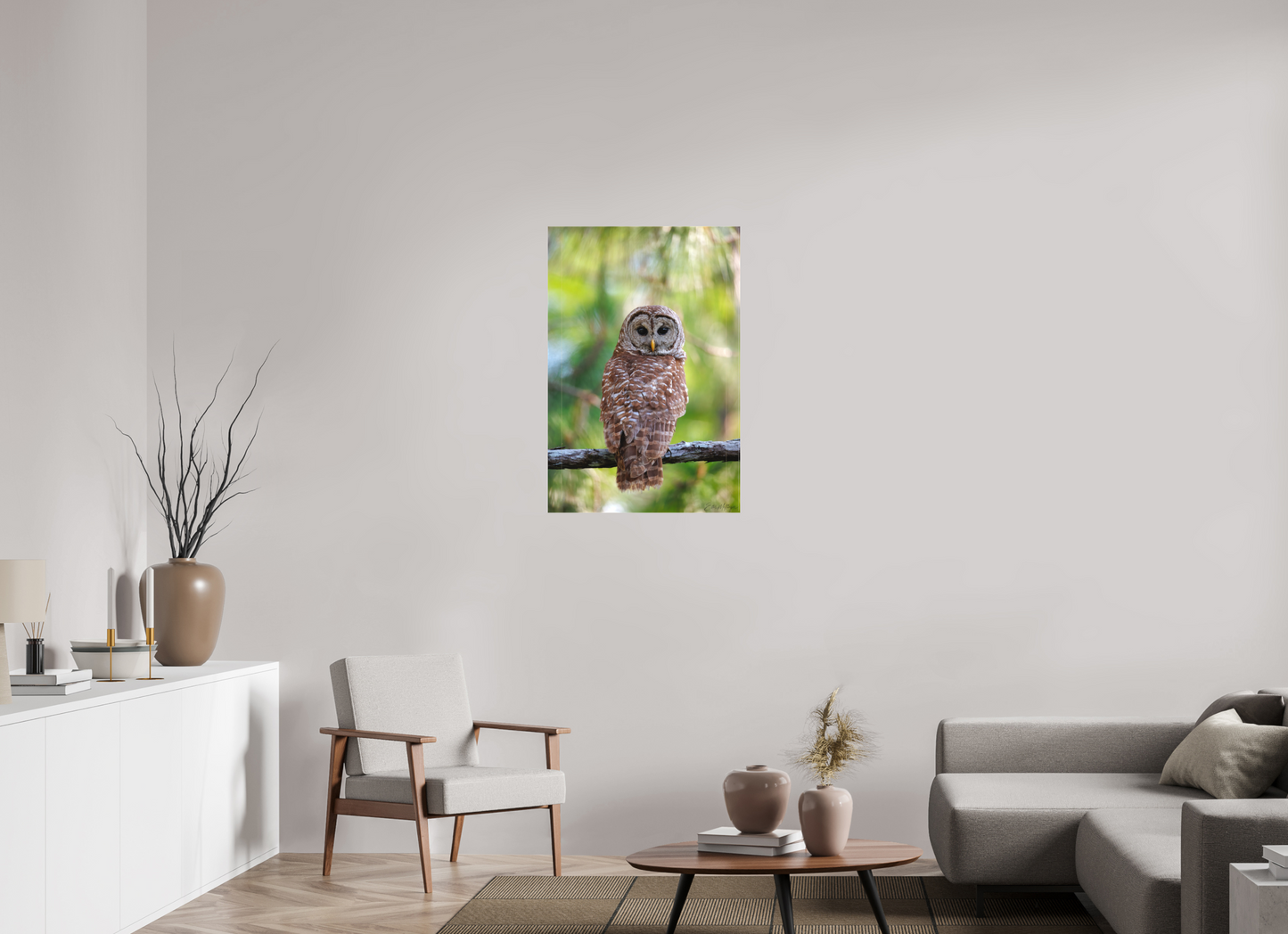 24 x 36″, Canvas "..." - Barred Owl
