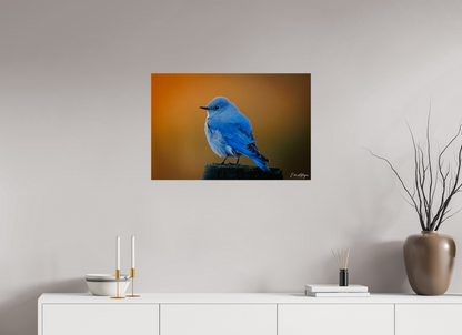 30 x 20″, Metal "Sunrise Blue" - Mountain Bluebird