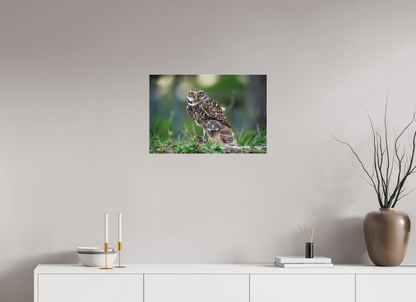 24 x 16″, Canvas "Burrowlight" - Burrowing Owls