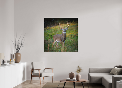 45 x 45″, Canvas "Majesty of the cove" - White-tailed Buck