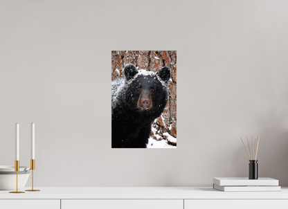 10 x 15″, Metal "Smoky Mountain Gaze" - Black bear close-up