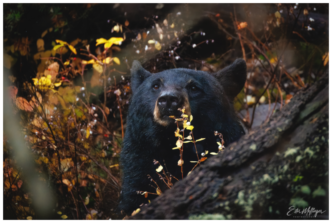 Main image "Autumn Watch" - Black Bear